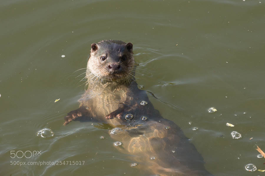 Canon EOS-1D X sample photo. Otter photography