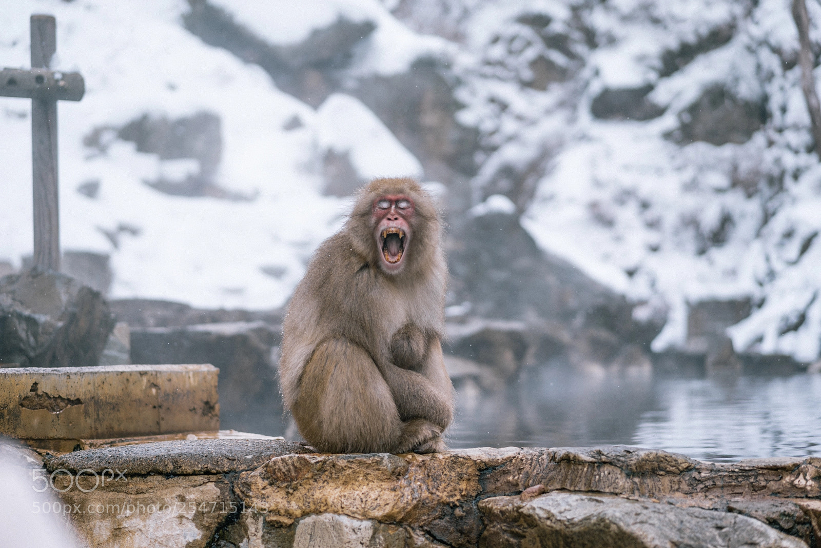 Sony a7S II sample photo. Snow monkeys of japan photography