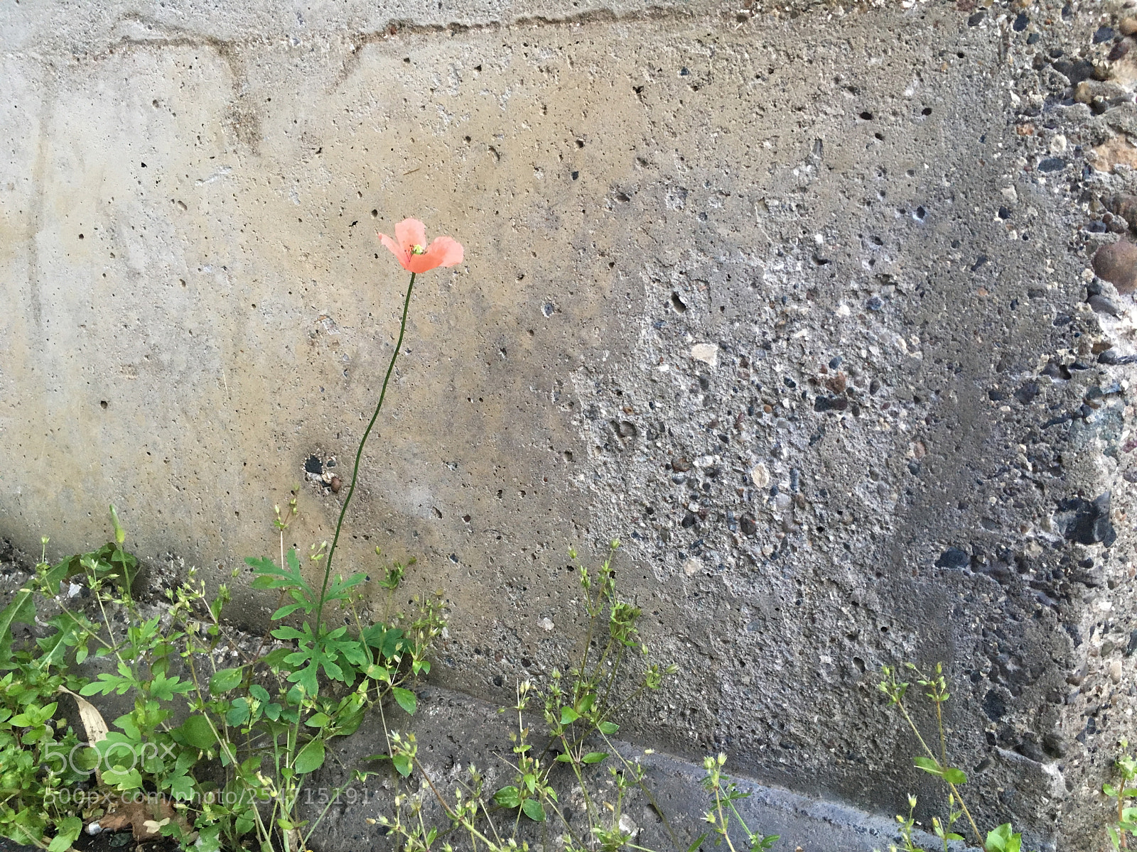 Apple iPhone SE sample photo. Spring photography