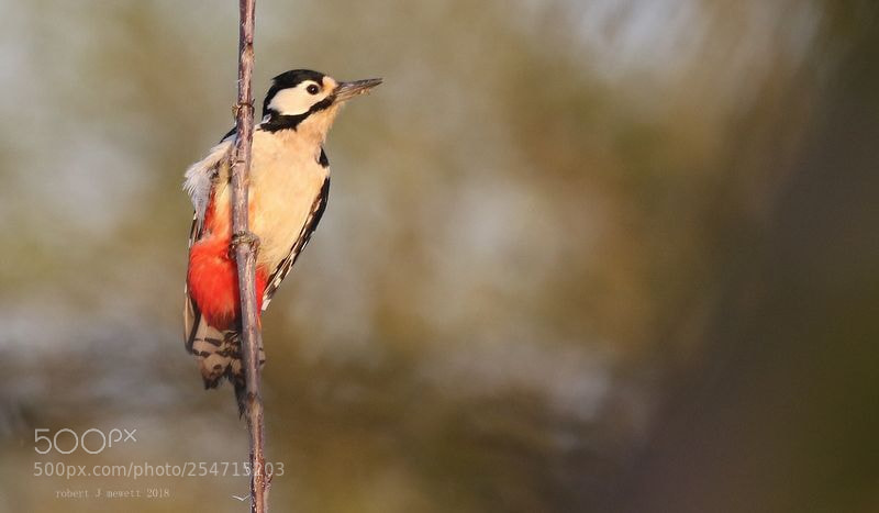 Canon EOS 7D Mark II sample photo. Greater spotted woodpecker photography
