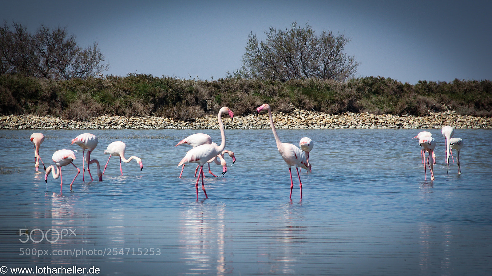 Canon EOS 550D (EOS Rebel T2i / EOS Kiss X4) sample photo. Camargue flamingo photography