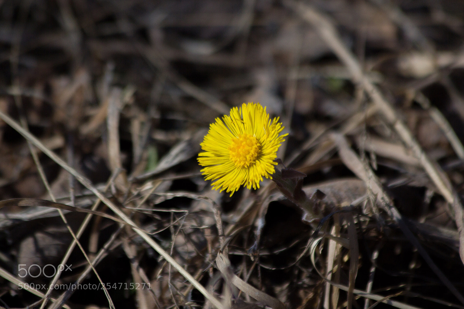 Canon EOS 60D sample photo. Horsefot flower photography