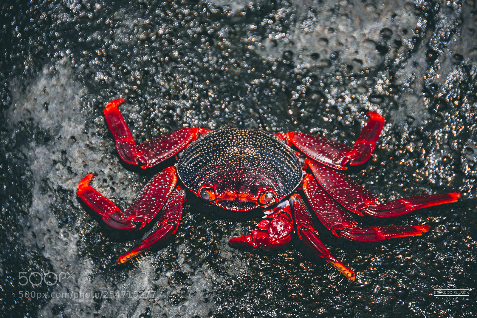 Nikon D800 sample photo. Lanzarote - aniamls photography