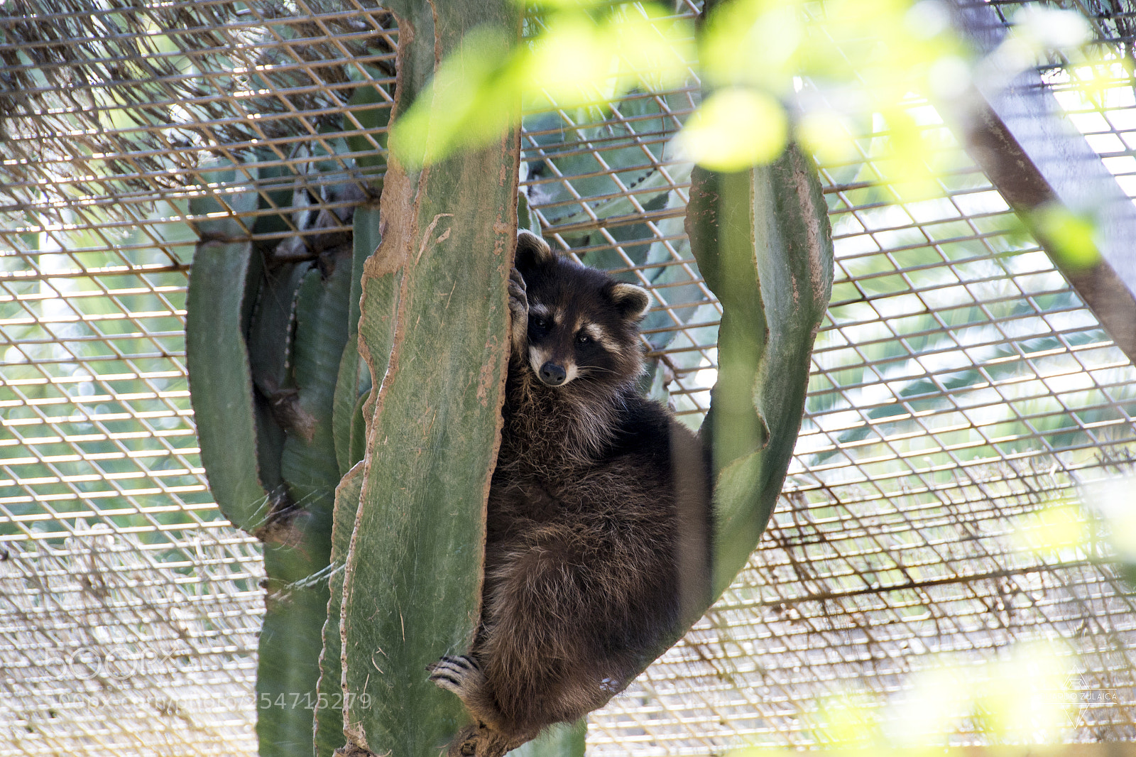 Nikon D800 sample photo. Lanzarote - aniamls photography