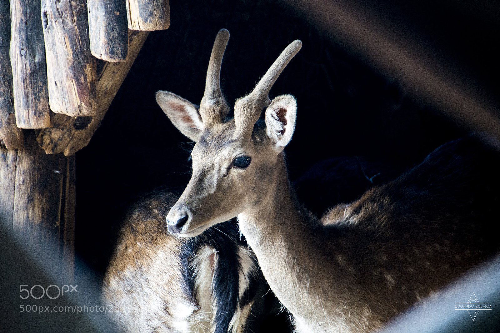 Nikon D800 sample photo. Lanzarote - aniamls photography