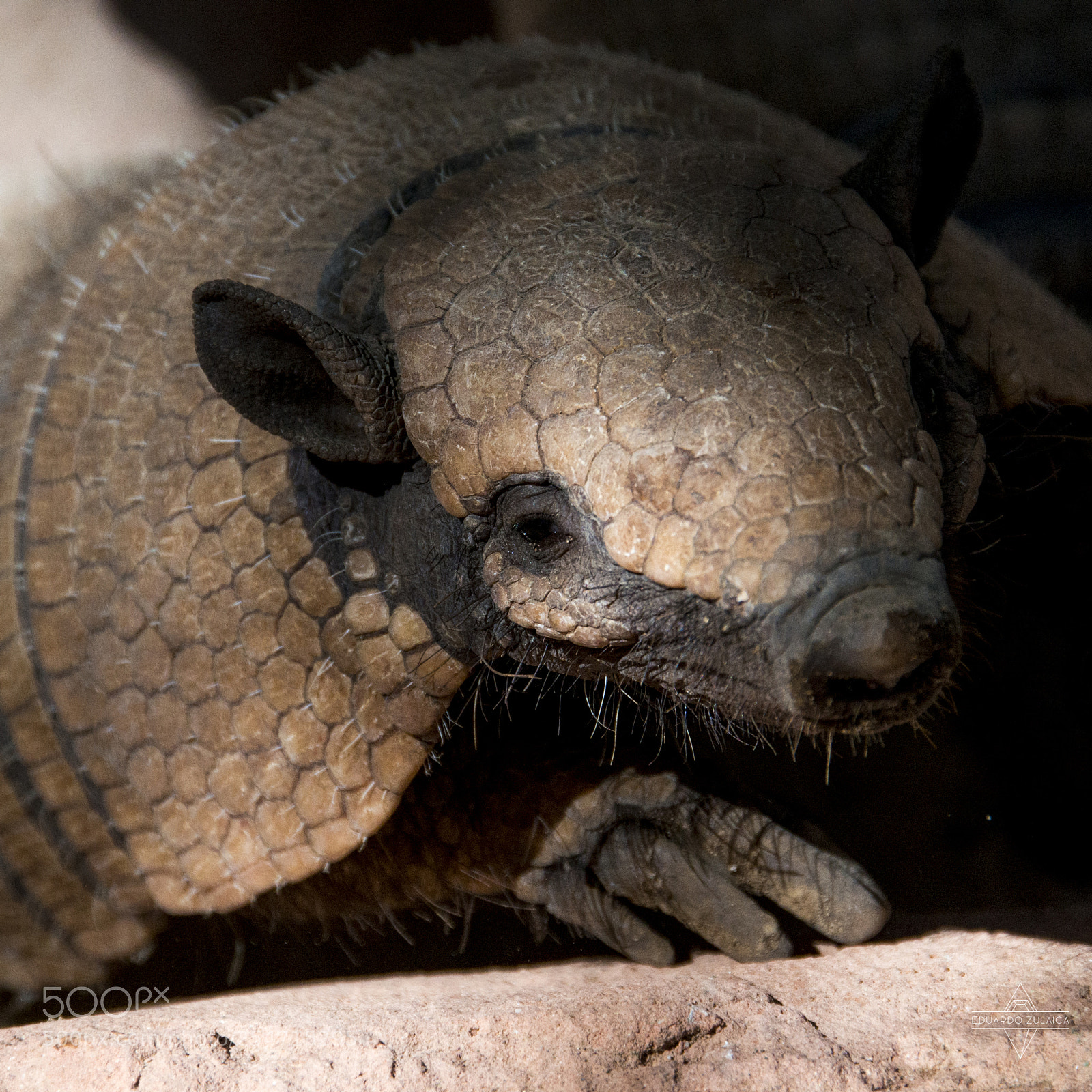 Nikon D800 sample photo. Lanzarote - aniamls photography