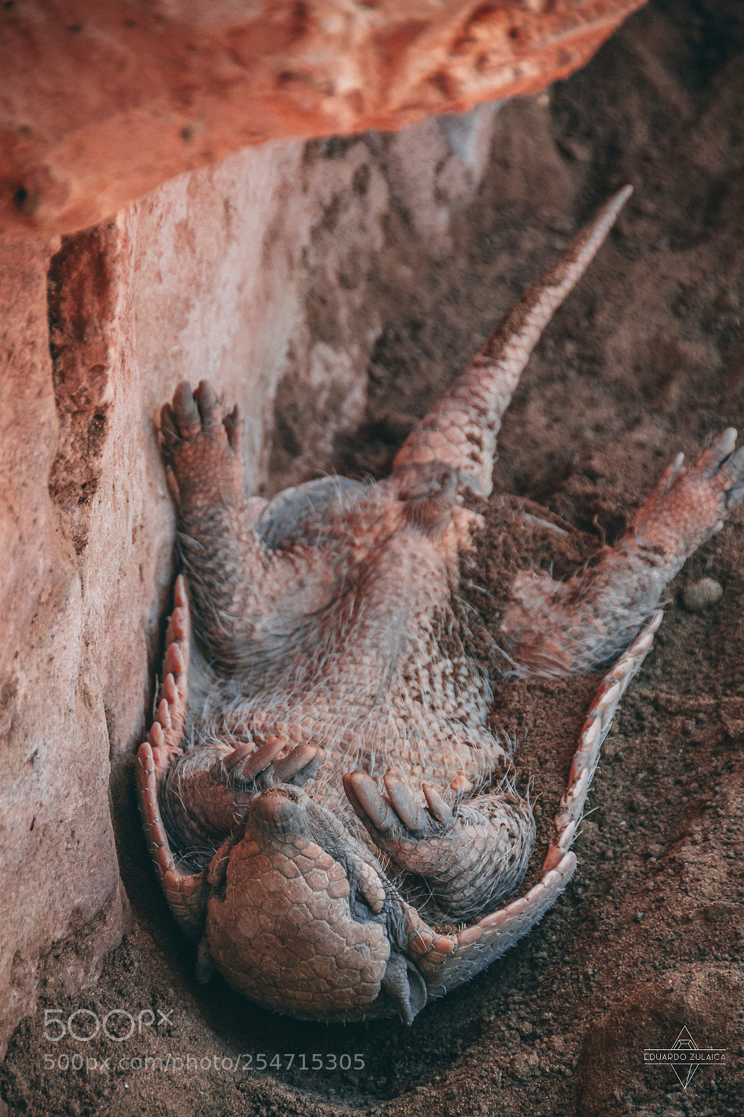 Nikon D800 sample photo. Lanzarote - aniamls photography