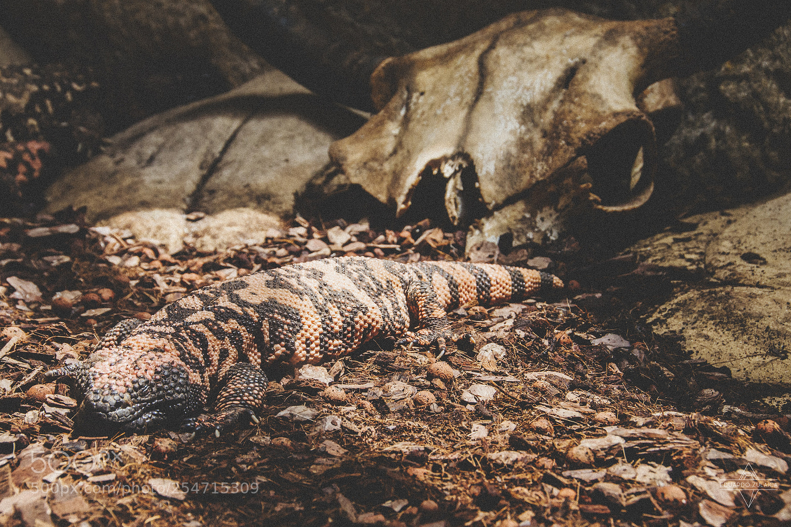 Nikon D800 sample photo. Lanzarote - aniamls photography
