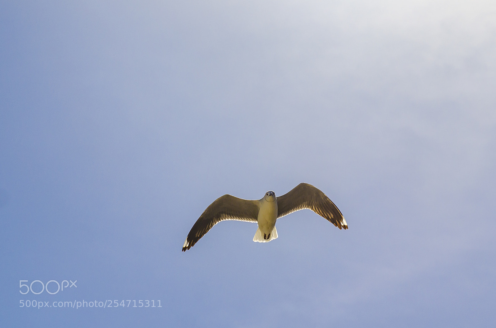 Nikon D7000 sample photo. Seagull photography