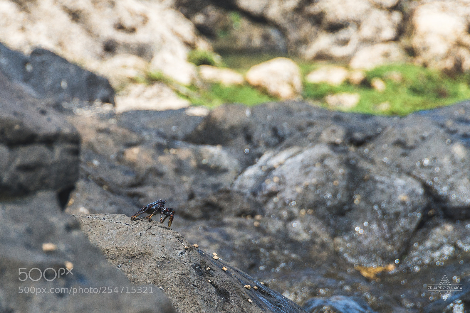 Nikon D800 sample photo. Lanzarote - aniamls photography