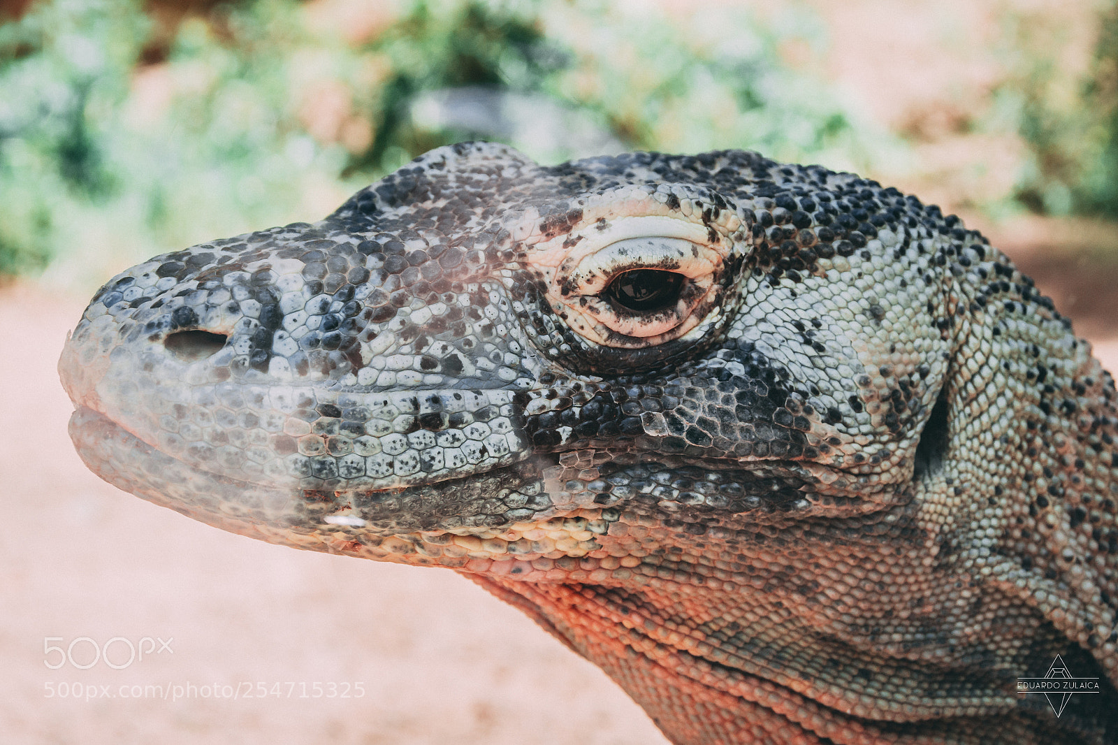 Nikon D800 sample photo. Lanzarote - aniamls photography