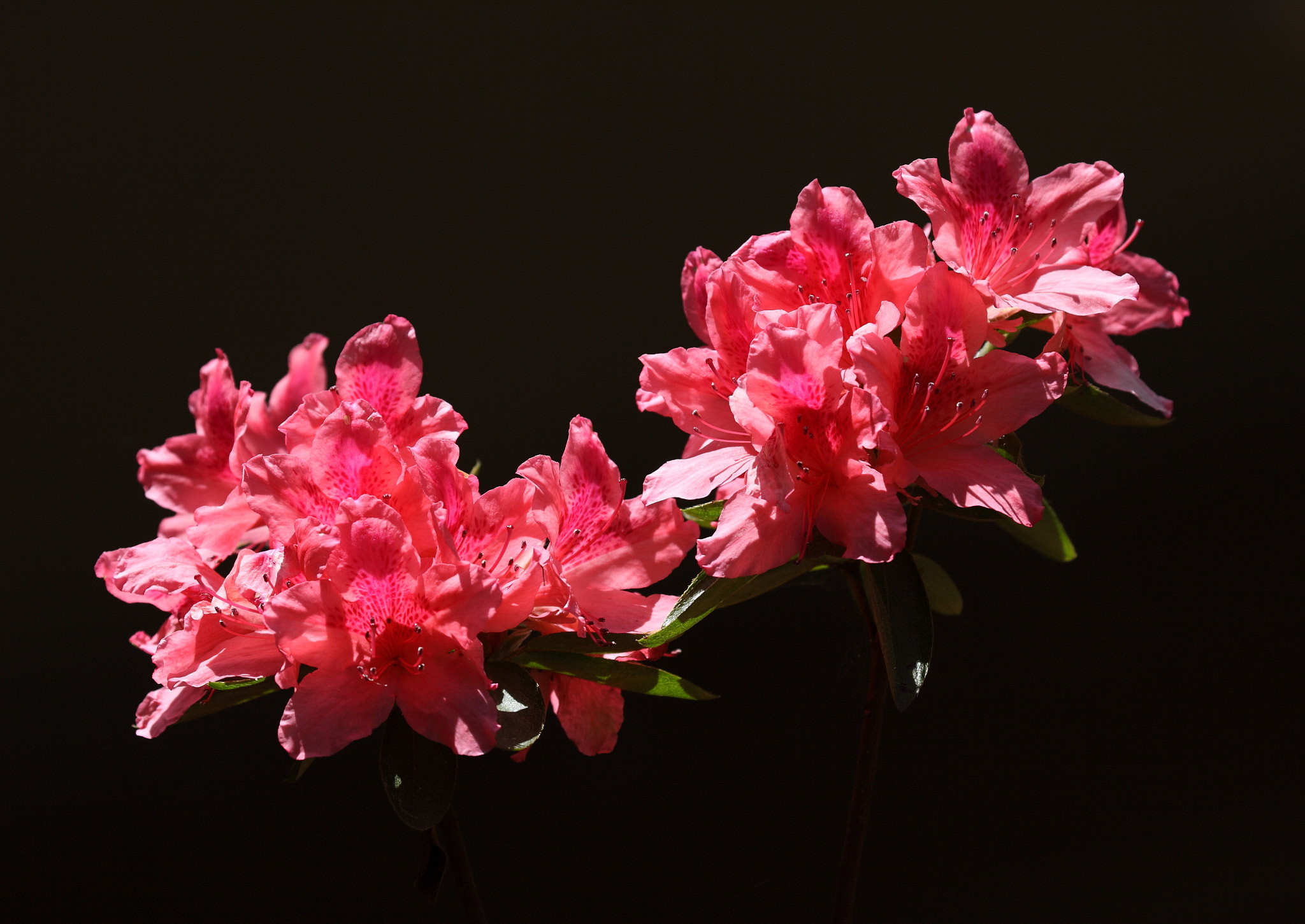 Canon EOS 5D Mark II sample photo. 杜鹃花 photography