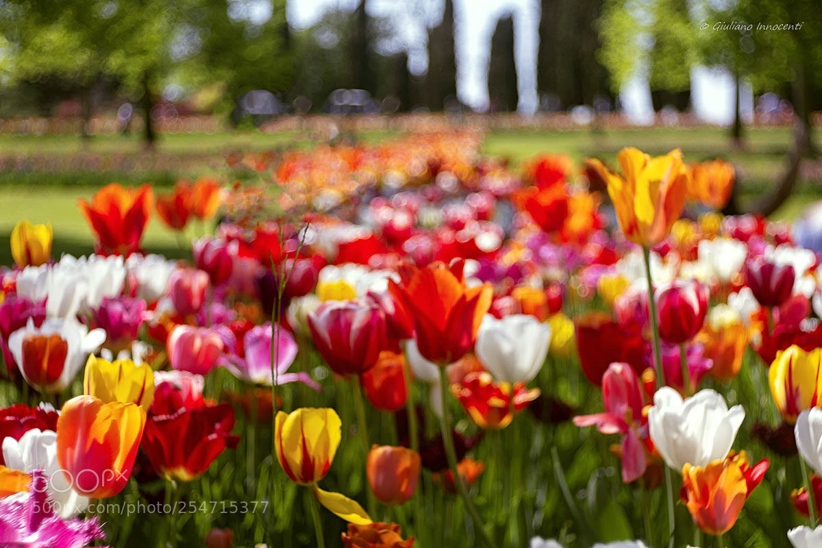 Nikon D7200 sample photo. Tulips mania photography