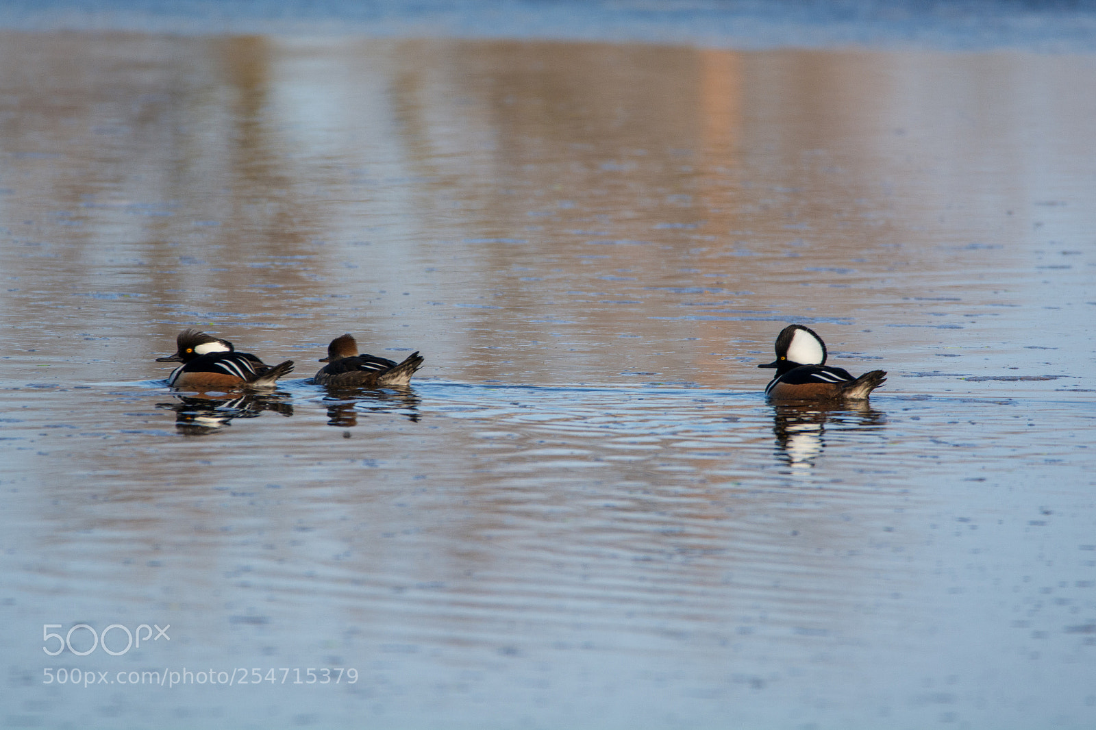 Nikon D7100 sample photo. Hooded mergansers photography