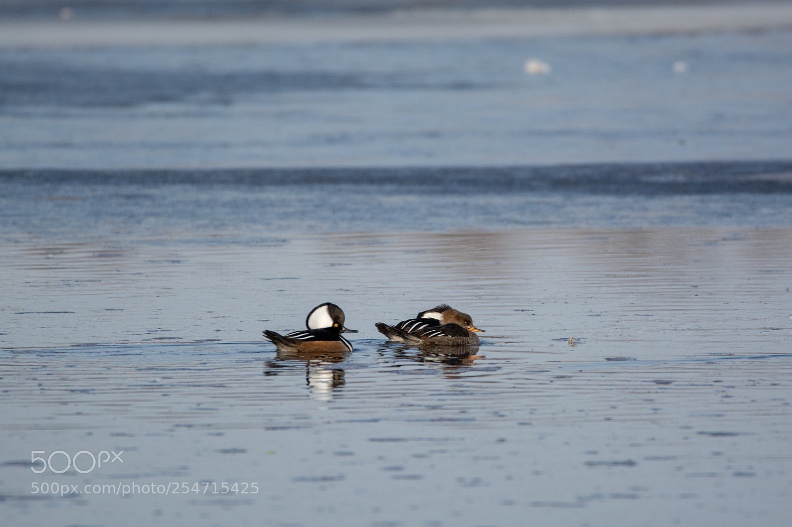 Nikon D7100 sample photo. Hooded mergansers photography