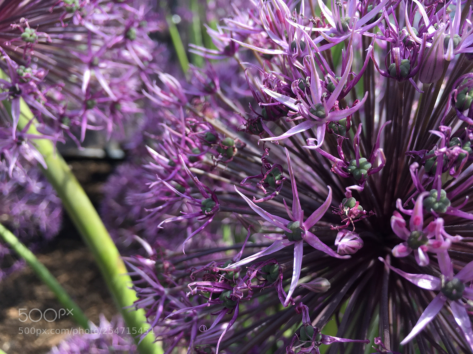 Apple iPhone 6s sample photo. Purple flowers close up photography