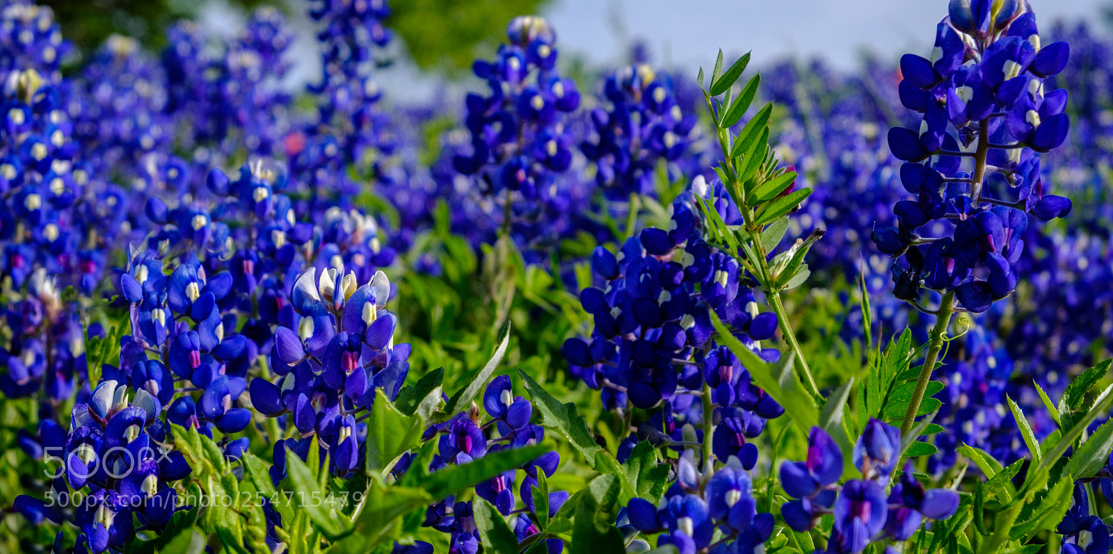 Fujifilm X-T2 sample photo. Bluebonnet field photography