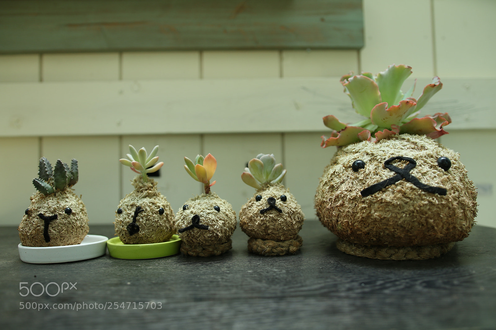 Canon EOS 70D sample photo. Cactus（サボテン） photography