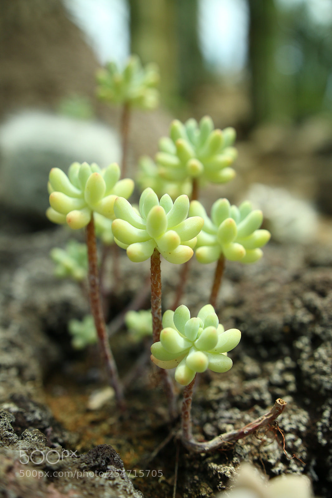 Canon EOS 70D sample photo. Cactus（サボテン） photography