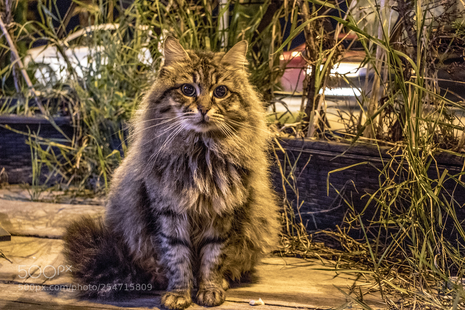 Canon EOS 77D (EOS 9000D / EOS 770D) sample photo. Untitled photography