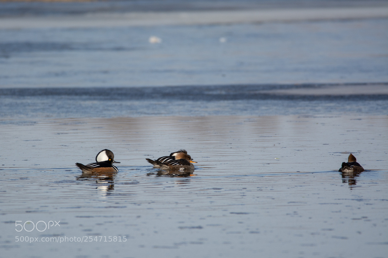 Nikon D7100 sample photo. Hooded mergansers photography