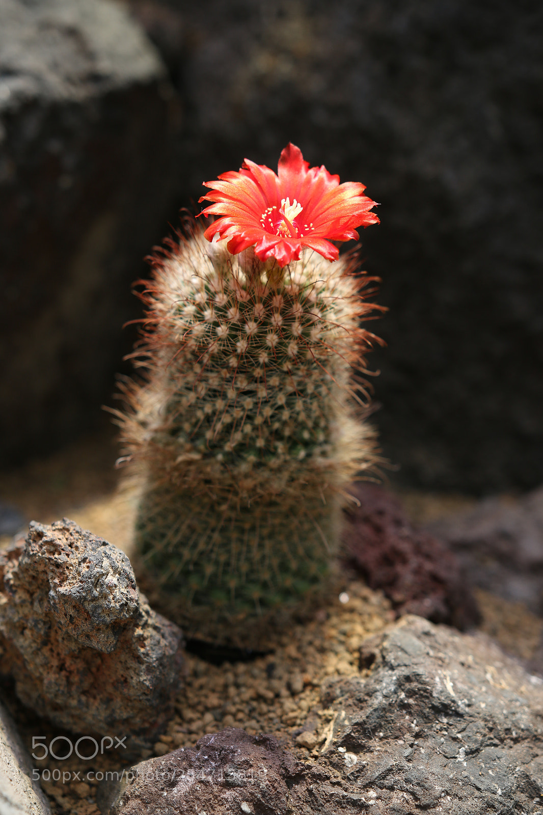 Canon EOS 70D sample photo. Cactus（サボテン） photography