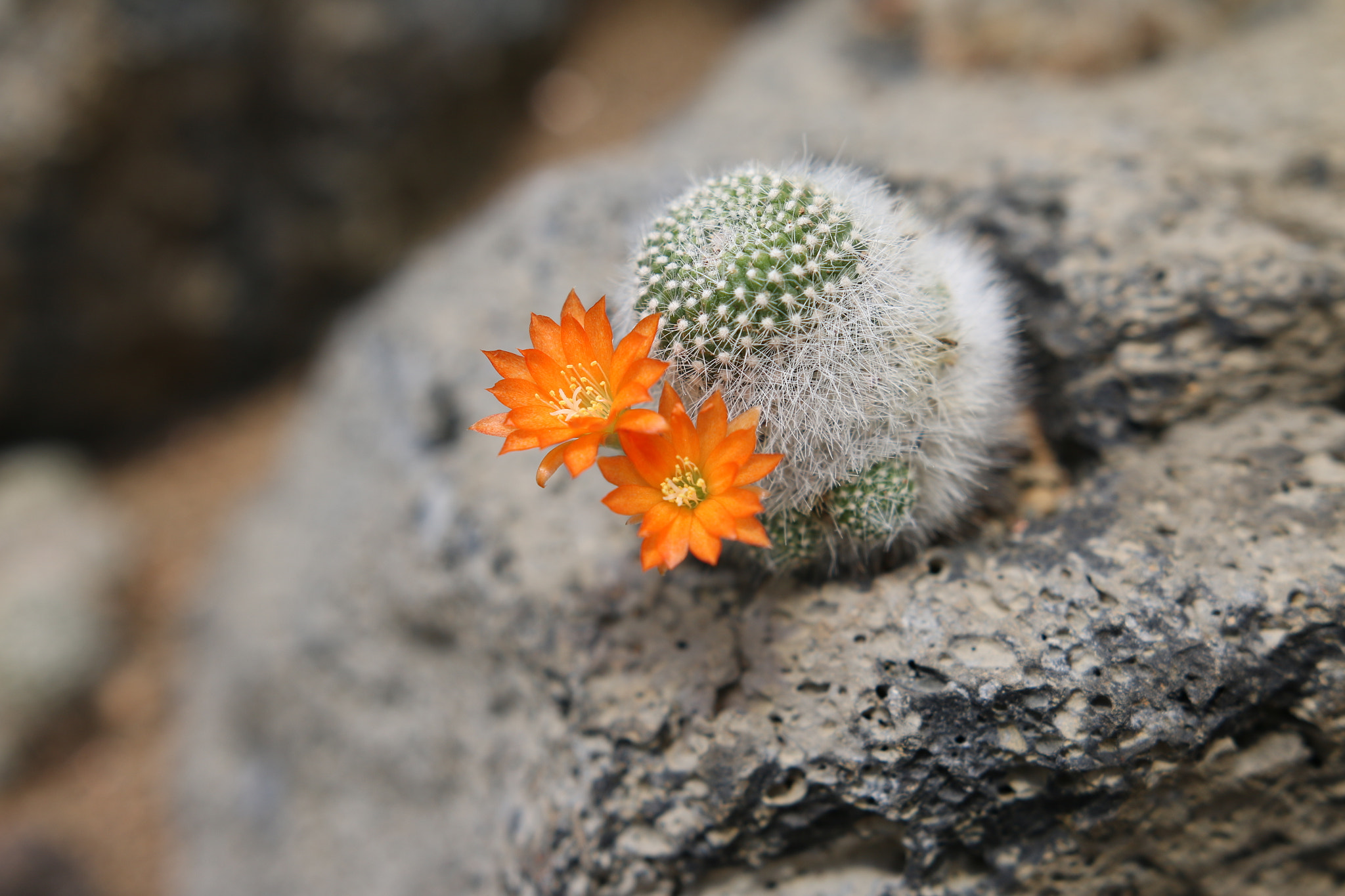 Sigma 18-35mm f/1.8 DC HSM sample photo. Cactus（サボテン） photography