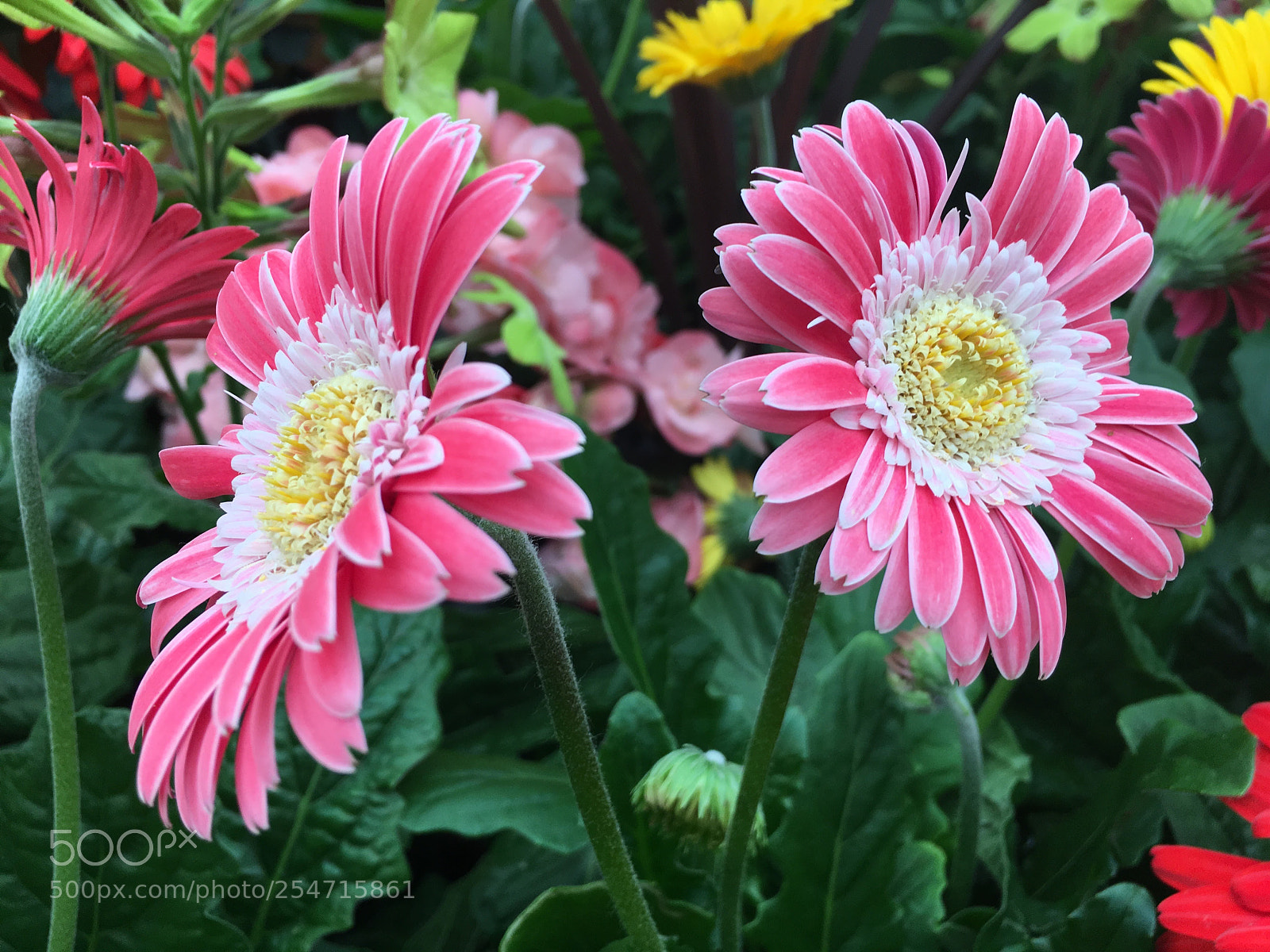Apple iPhone 6s sample photo. Pink flowers photography