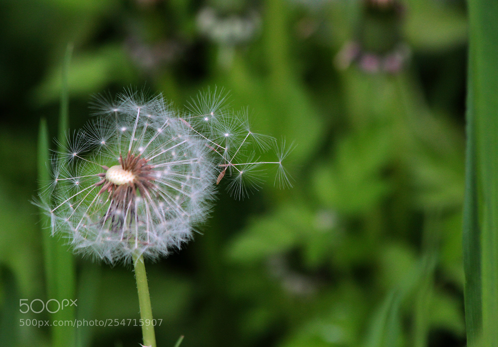 Canon EOS 600D (Rebel EOS T3i / EOS Kiss X5) sample photo. Dandelion 2 photography