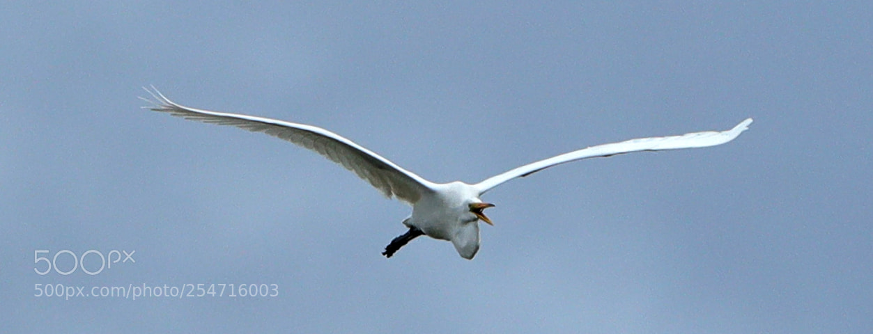 Canon EOS-1D X Mark II sample photo. 04-22-18-0014008.jpg photography