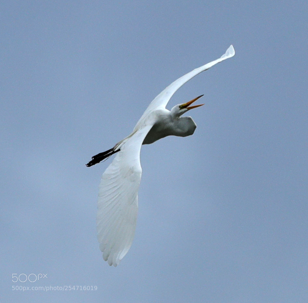 Canon EOS-1D X Mark II sample photo. 04-22-18-0014004.jpg photography