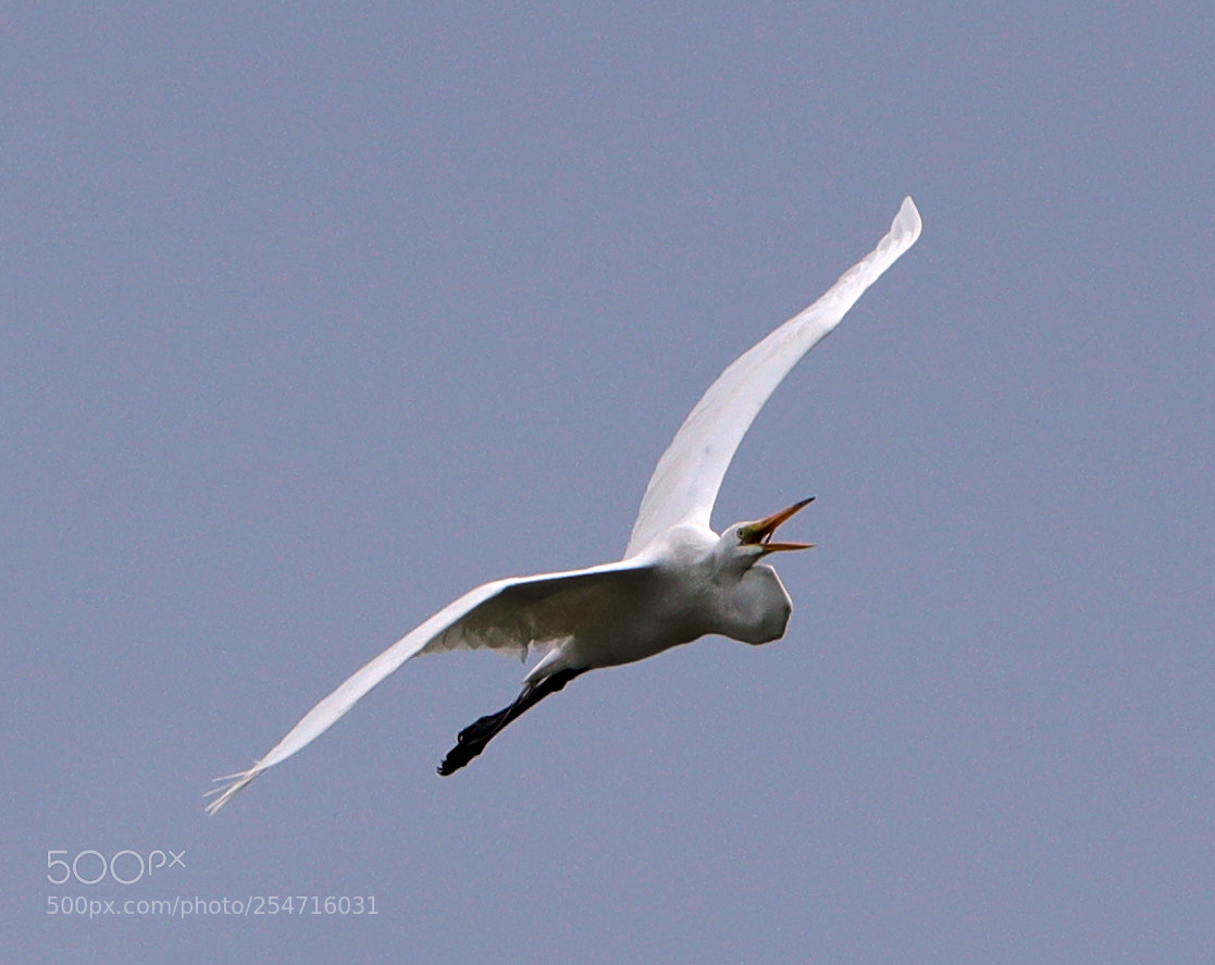 Canon EOS-1D X Mark II sample photo. 04-22-18-0014003.jpg photography