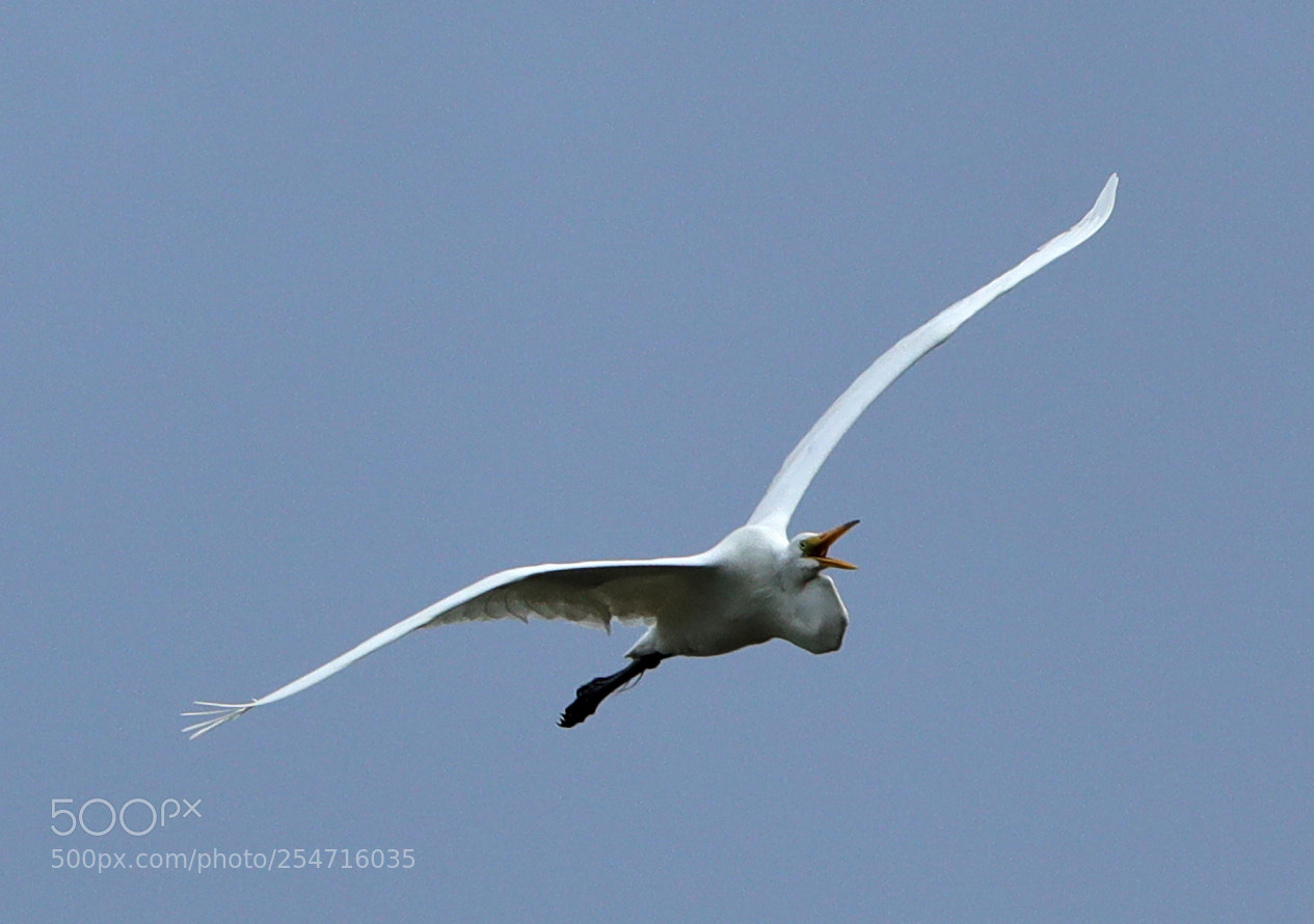 Canon EOS-1D X Mark II sample photo. 04-22-18-0014001.jpg photography