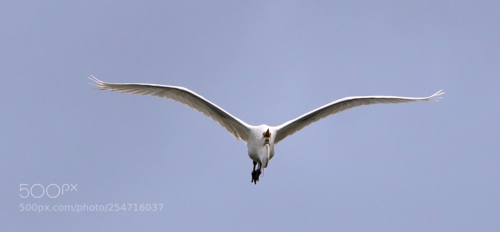 Canon EOS-1D X Mark II sample photo. 04-22-18-0014000.jpg photography