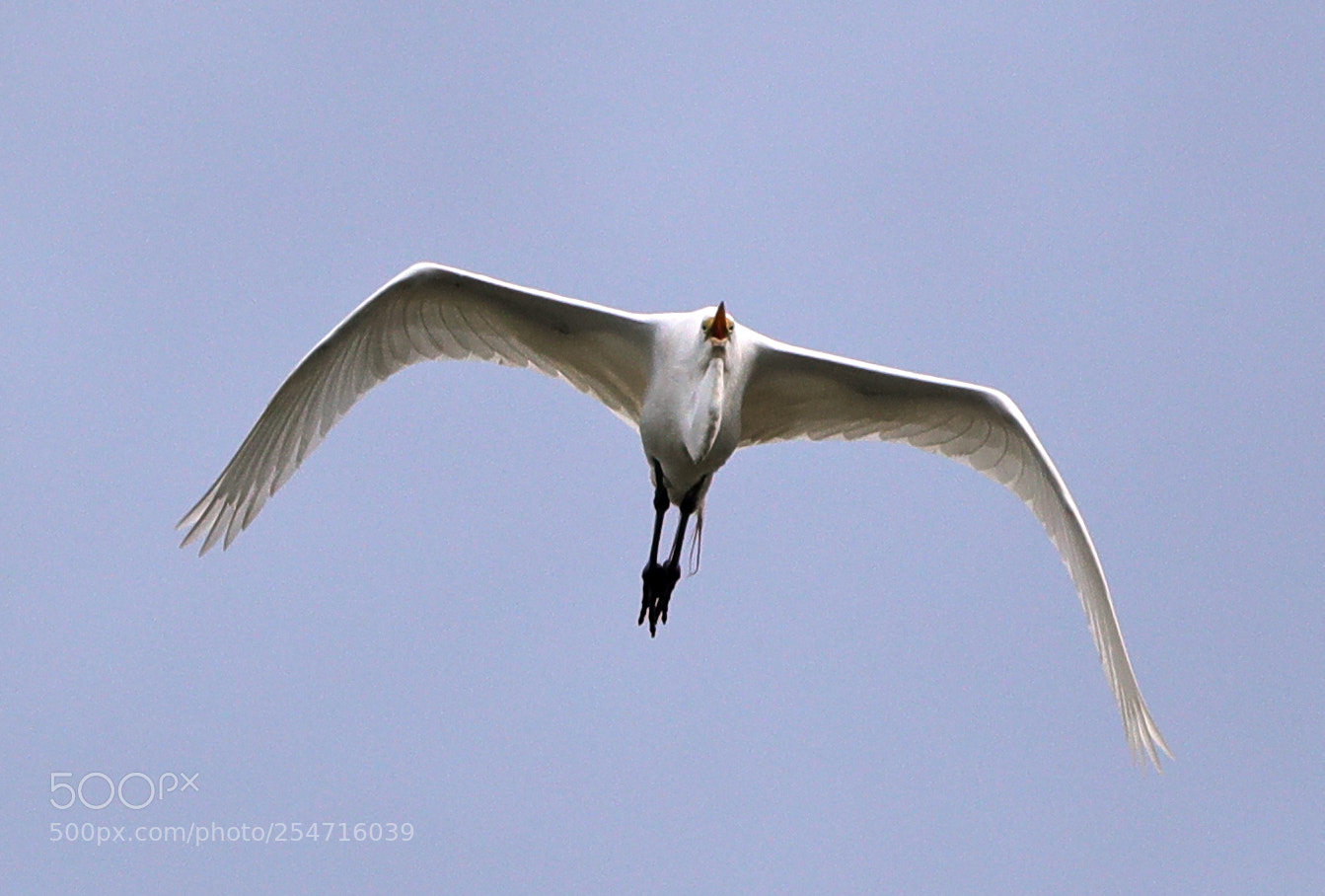 Canon EOS-1D X Mark II sample photo. 04-22-18-0013999.jpg photography