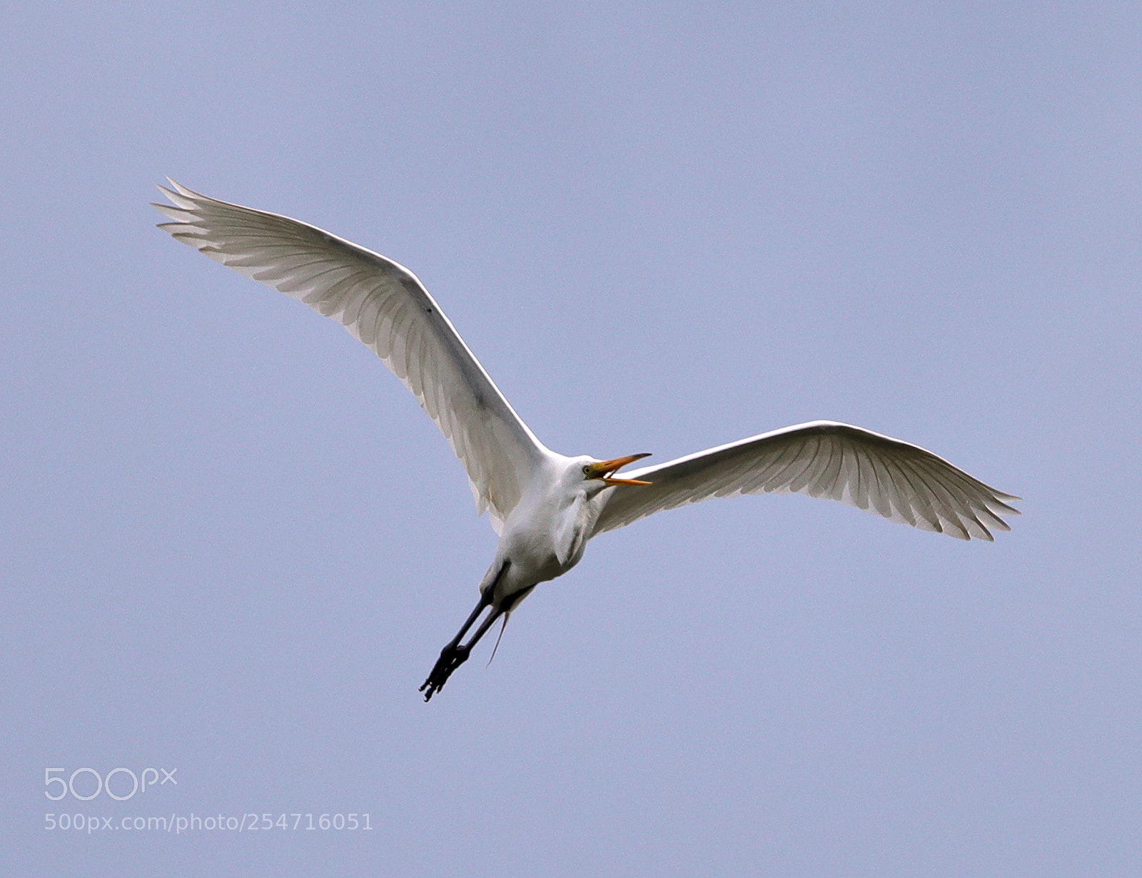 Canon EOS-1D X Mark II sample photo. 04-22-18-0013995.jpg photography