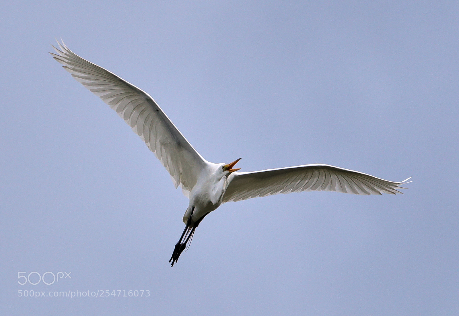 Canon EOS-1D X Mark II sample photo. 04-22-18-0013993.jpg photography