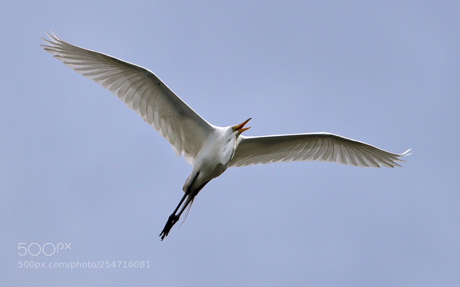 Canon EOS-1D X Mark II sample photo. 04-22-18-0013991.jpg photography