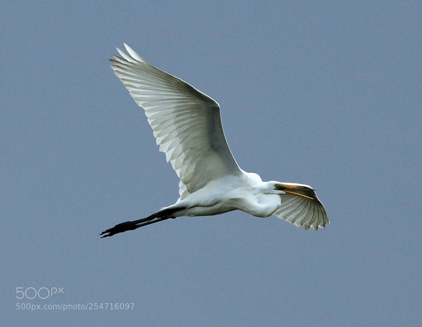 Canon EOS-1D X Mark II sample photo. 04-22-18-0013972.jpg photography