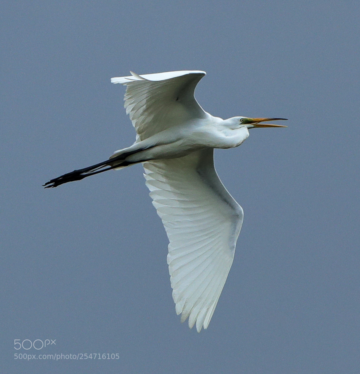Canon EOS-1D X Mark II sample photo. 04-22-18-0013971.jpg photography