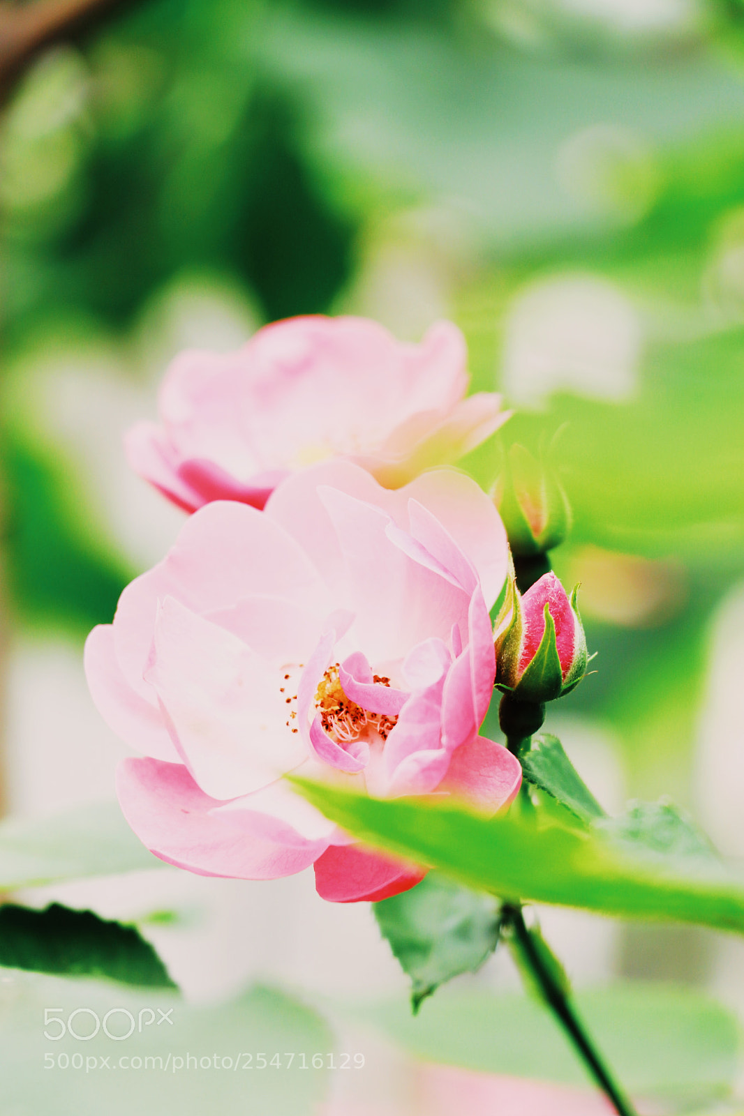 Canon EOS 80D sample photo. Emmmmmmm photography