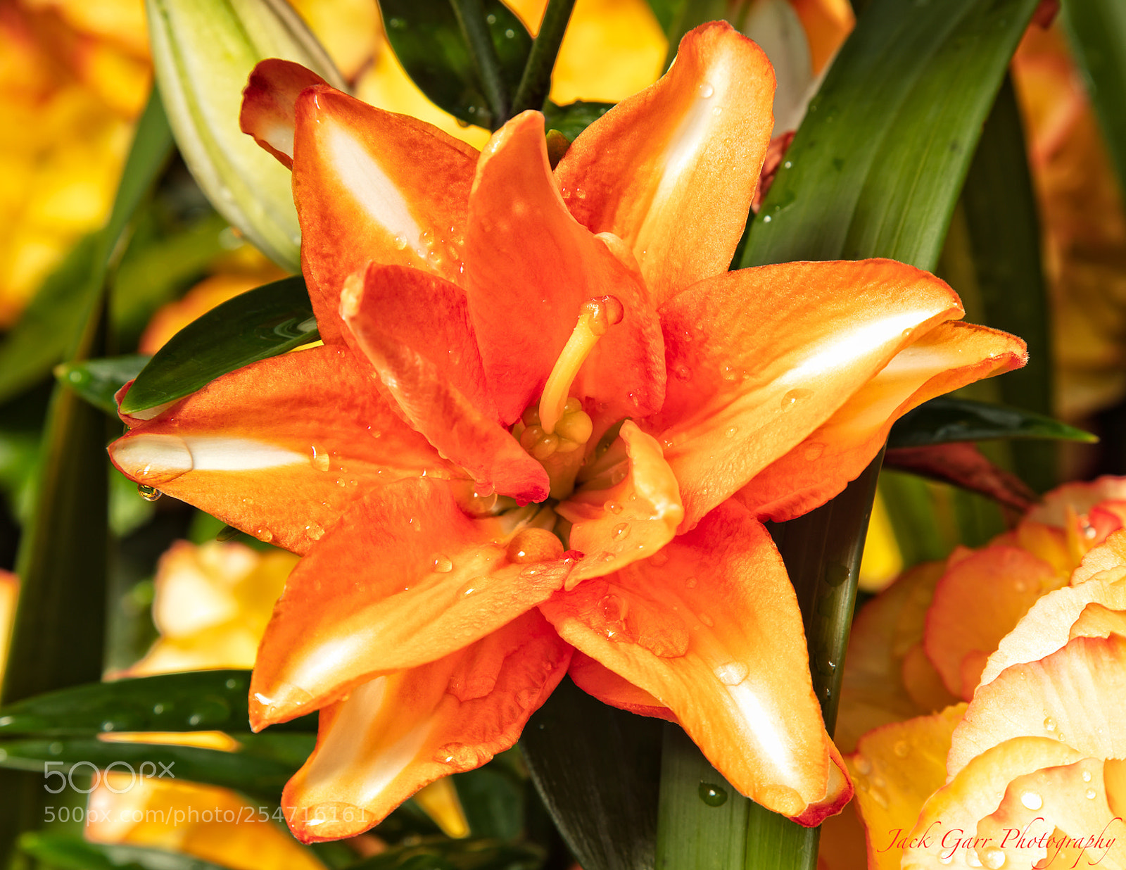 Canon EOS 5DS sample photo. Bromeliad photography