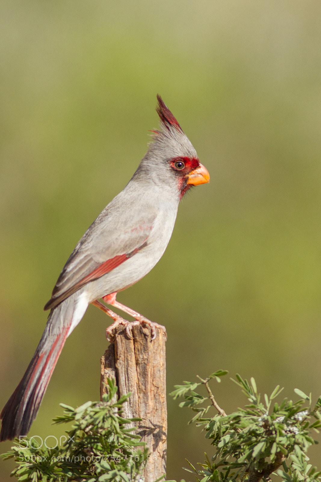 Canon EOS-1D Mark IV sample photo. Pyrrhuloxia photography