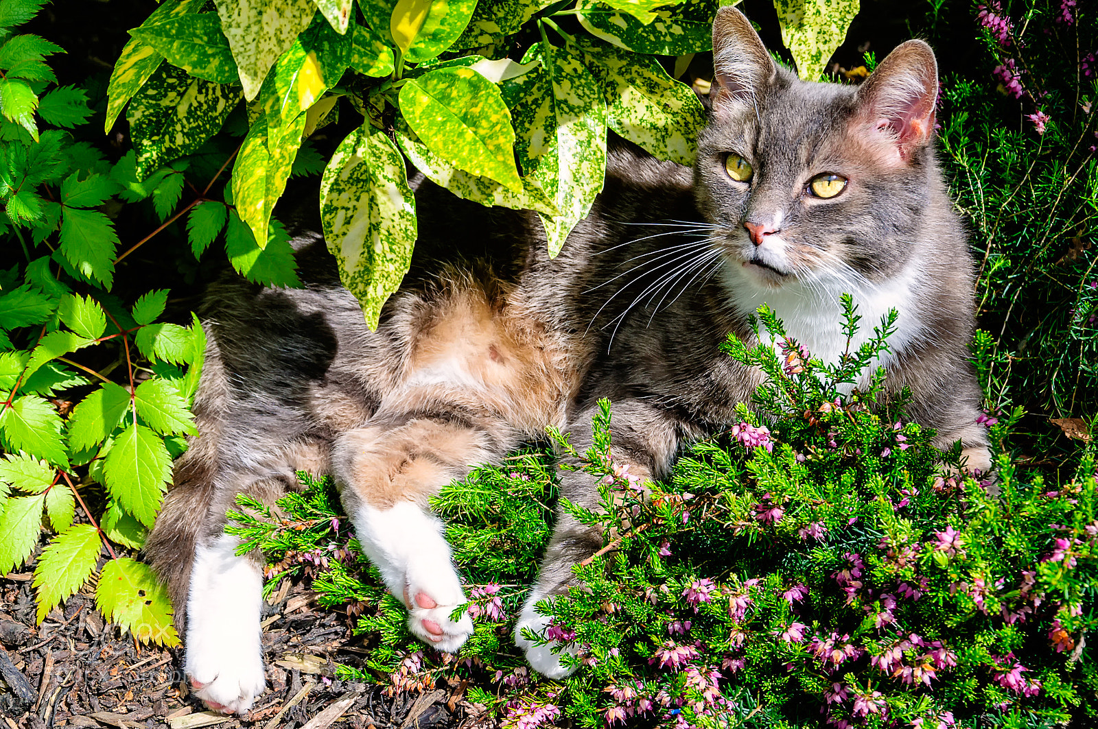 Nikon D90 sample photo. Alfie photography