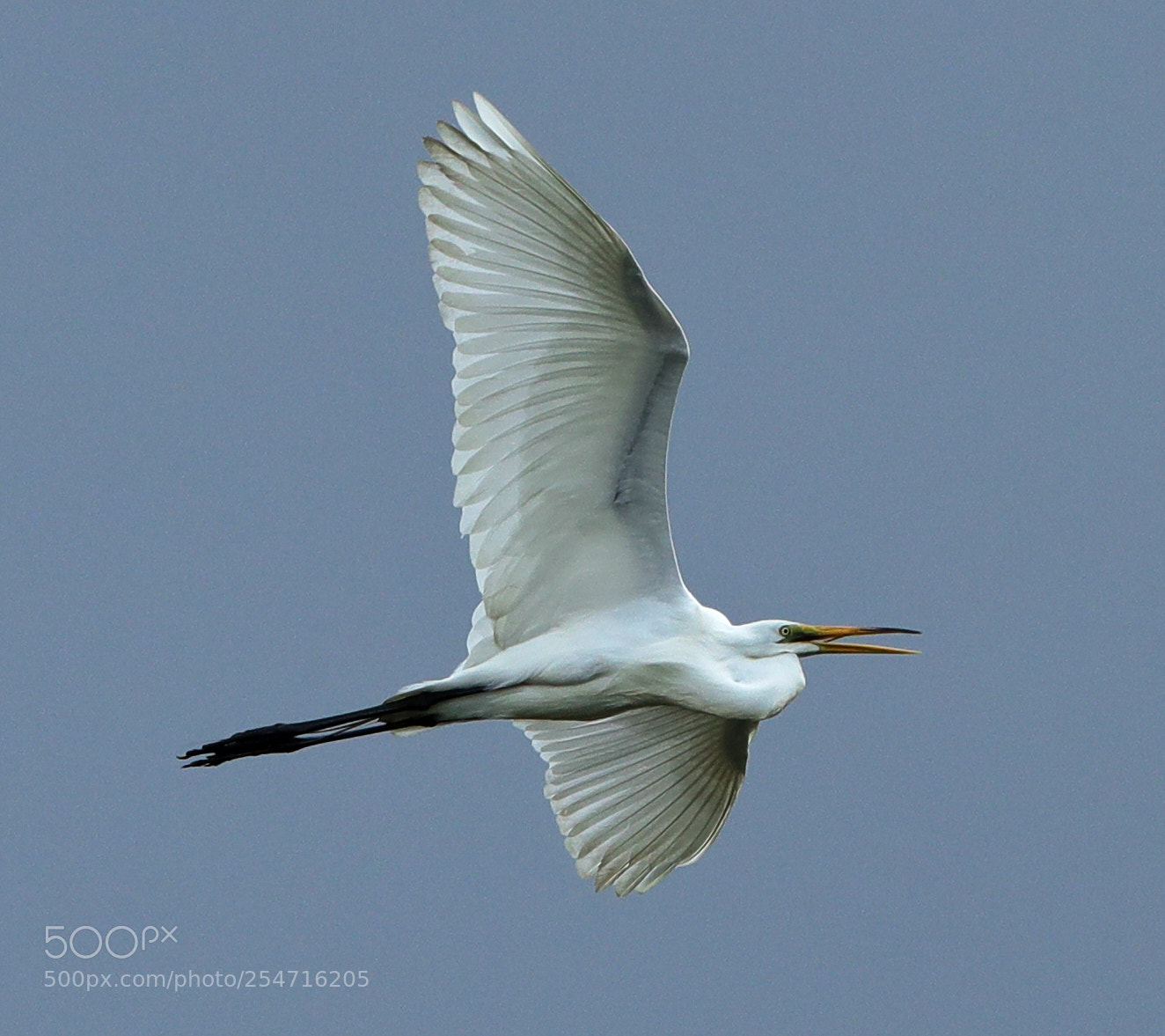 Canon EOS-1D X Mark II sample photo. 04-22-18-0013970.jpg photography