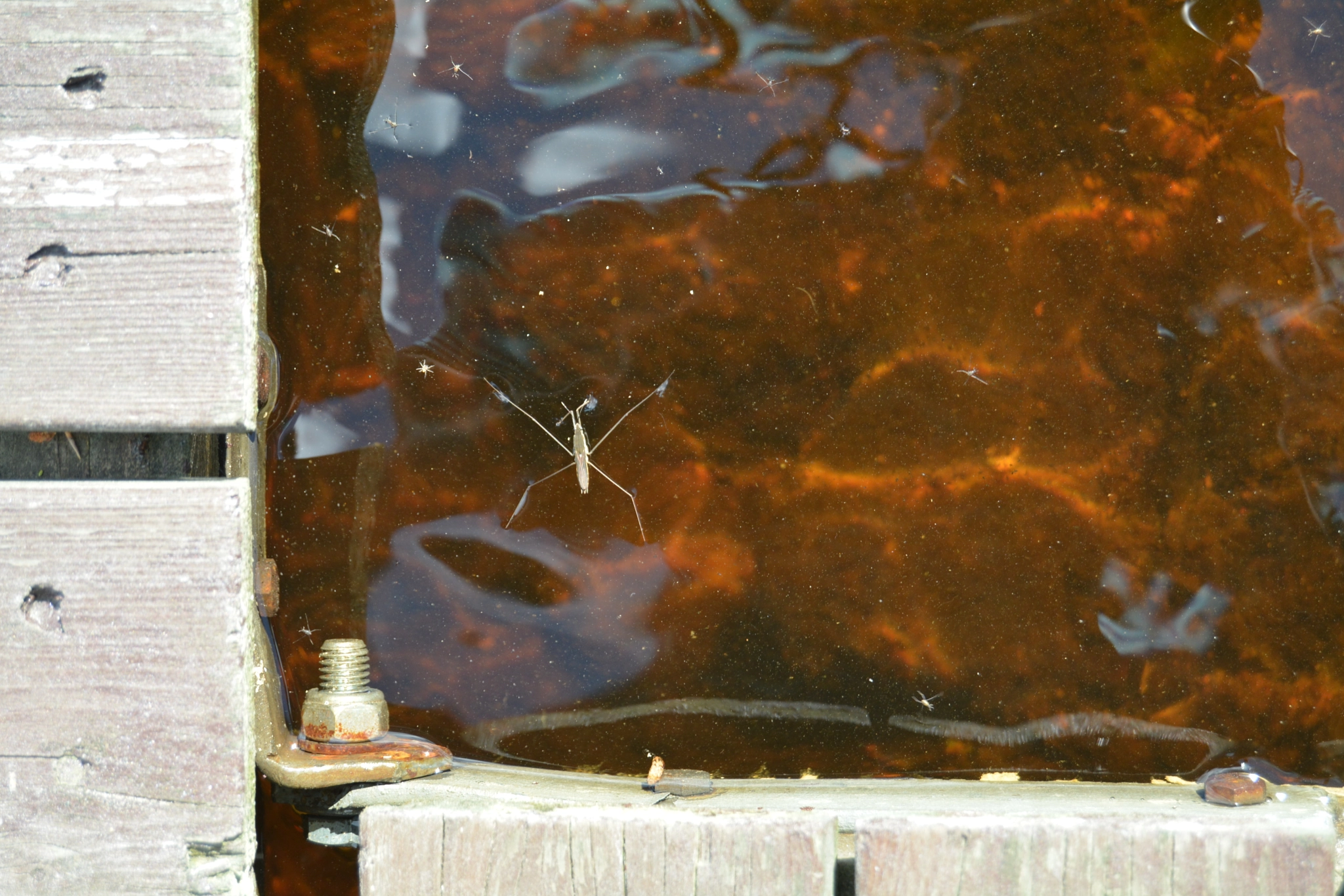 Nikon D5200 sample photo. Waterbug photography