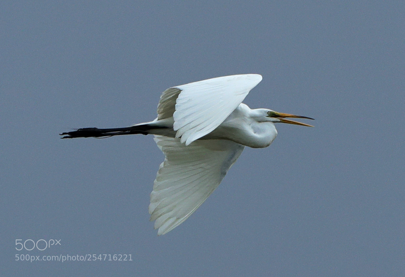 Canon EOS-1D X Mark II sample photo. 04-22-18-0013967.jpg photography
