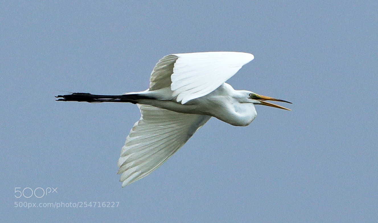 Canon EOS-1D X Mark II sample photo. 04-22-18-0013965.jpg photography