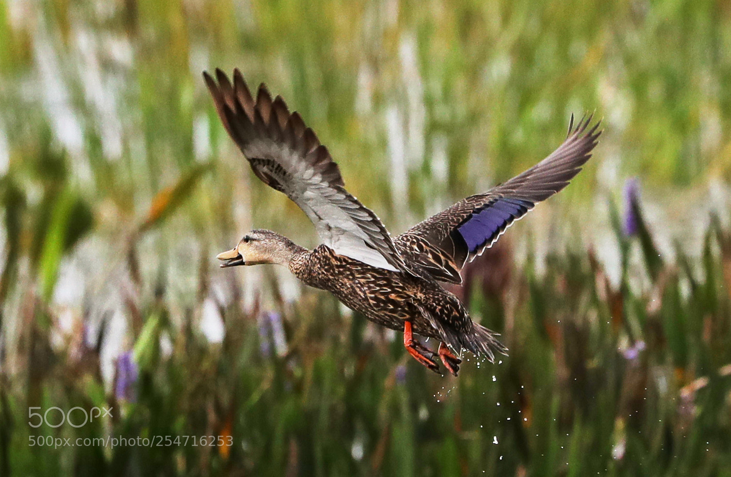 Canon EOS-1D X Mark II sample photo. 04-22-18-0013956.jpg photography