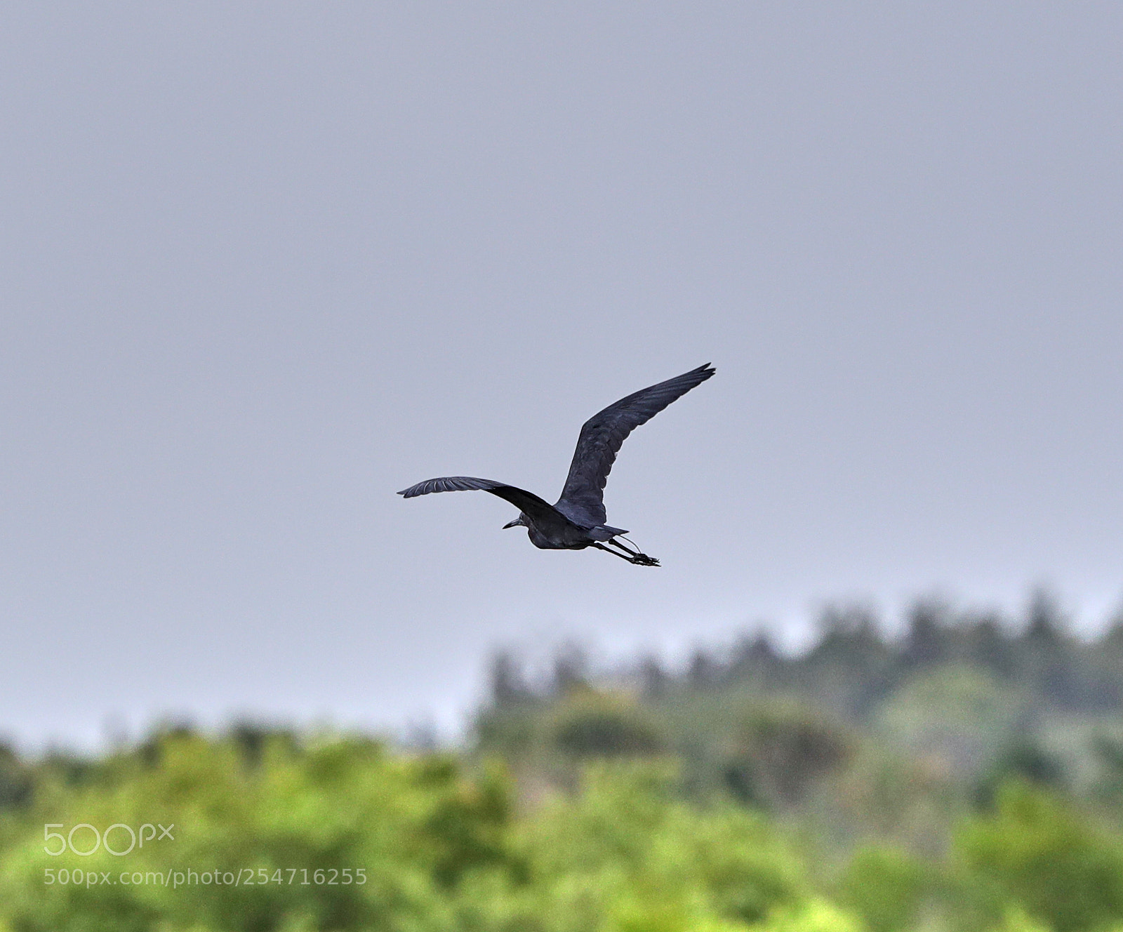 Canon EOS-1D X Mark II sample photo. 04-22-18-0013954.jpg photography